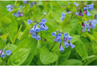 Picture of Virginia Bluebells