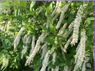 Picture of Virginia Sweetspire