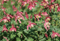 Picture of Wild Columbine