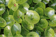 Picture of Wild Ginger