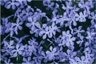 Picture of Woodland Phlox
