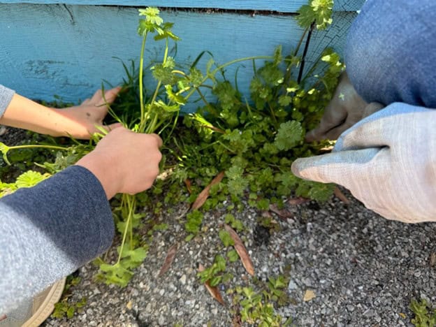 Picture of a person pulling weeds.