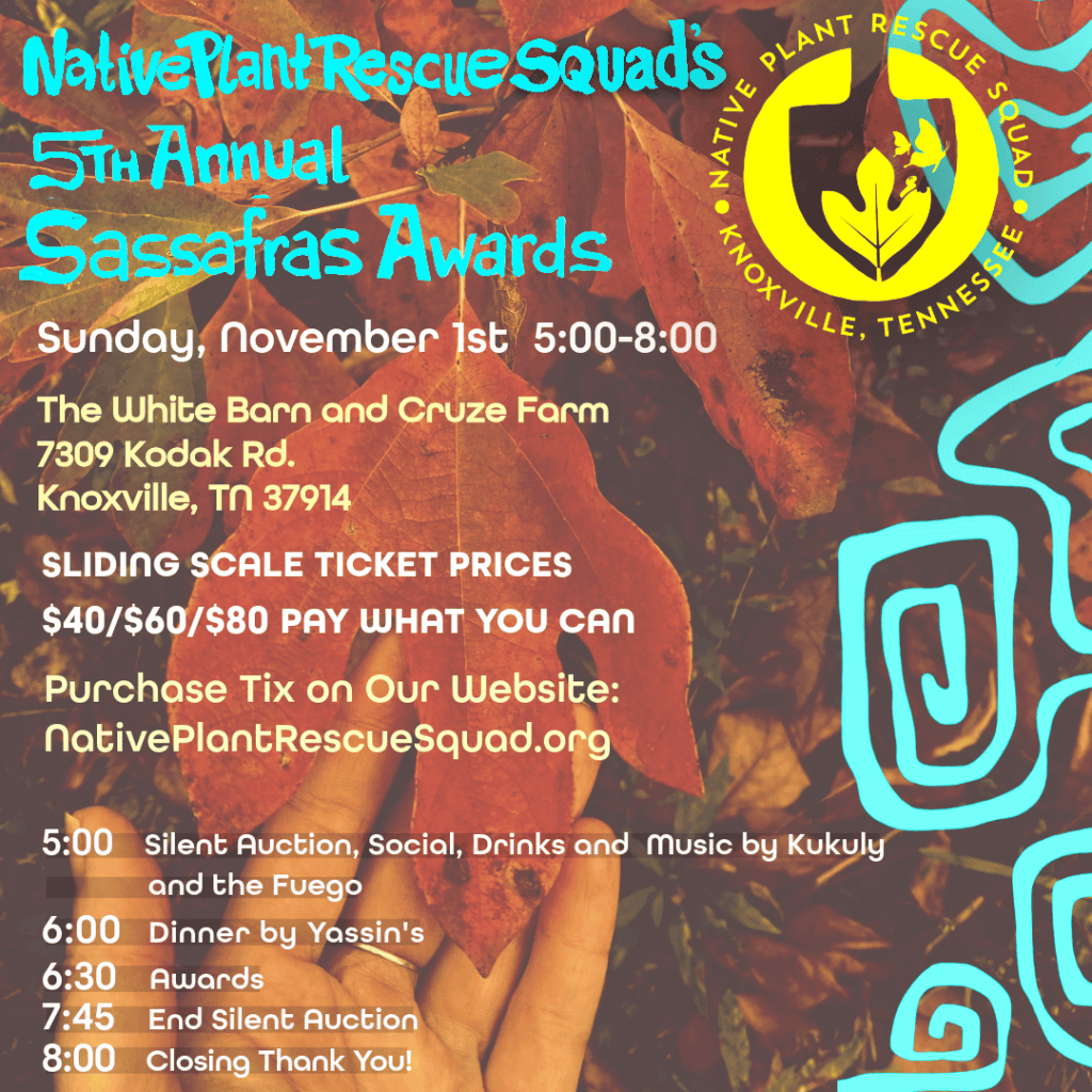 5th Sassafras
