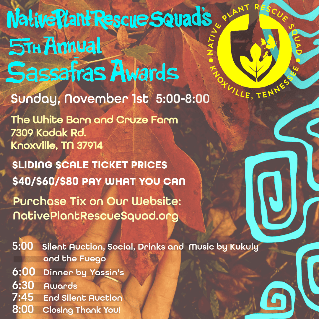 5th Sassafras